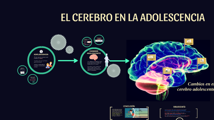 El Desarrollo Del Cerebro Adolescente Monografias Com Vrogue Co