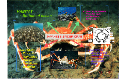 JAPANESE SPIDER CRAB by gabriella baker on Prezi