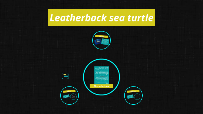 Leatherback sea turtle by kaden carter on Prezi
