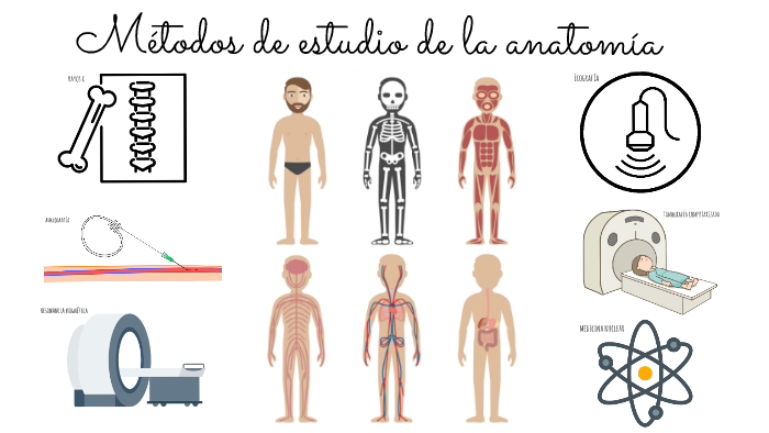 Métodos de estudio de la anatomía by Geli CO. on Prezi
