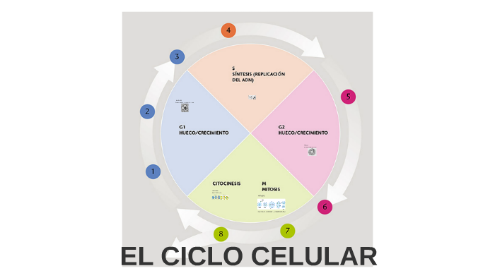 EL CICLO CELULAR by Olaia Morales Lanas on Prezi