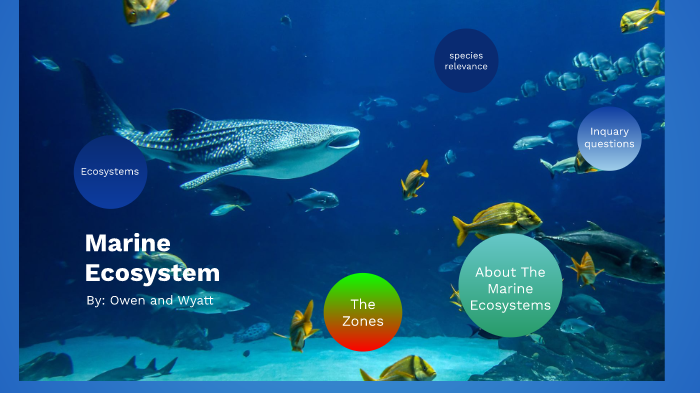 Marine Ecosystem by Owen Parks