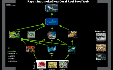 Food Web Hawaiian Coral Reef By Claire Flanagin