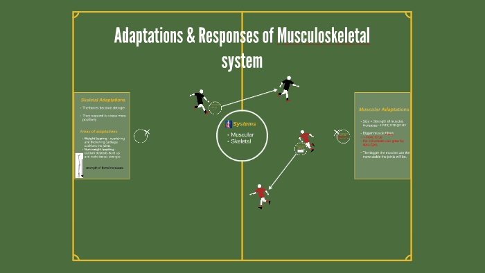 Adaptations & Responses Of Musculoskeletal System By Adam Baker On Prezi