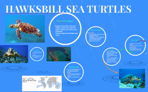 HAWKSBILL SEA TURTLES by giddel endaya on Prezi