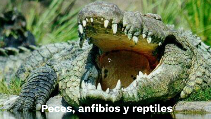 Peces, anfibios y reptiles by Javier García on Prezi Next