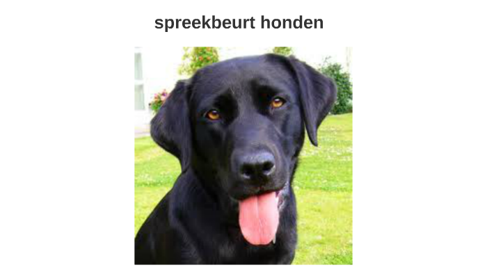 Spreekbeurt Honden By Kimberly Drost On Prezi