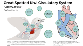 Bird Circulatory System by Ciara Murphy