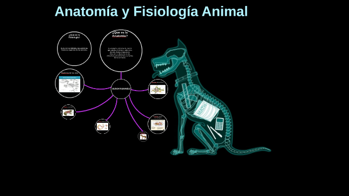 Anatomia y Fisiologia animal by Sandra martinez