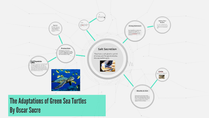 The Adaptations of Sea Turtles by Oscar Sucre on Prezi