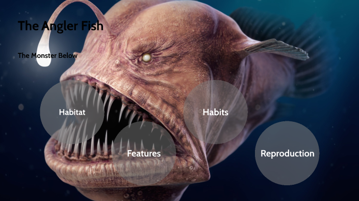 The Angler Fish by Conner Gamet on Prezi