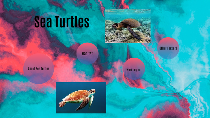 Sea Turtles by Ciarra Brown on Prezi