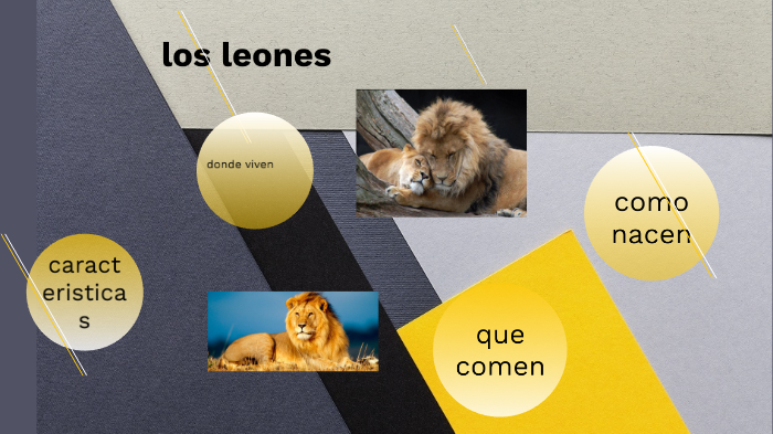 los leones by leones salvajes on Prezi Next