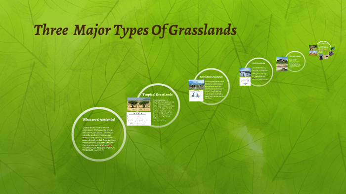 What Are The 3 Types Of Grasslands