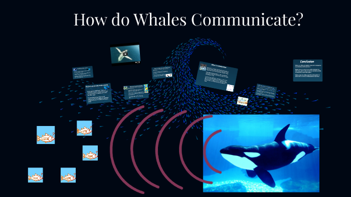 How do Whales Make and Use Sound? by Madeline Every