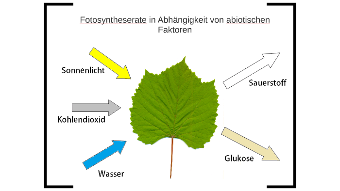 Abhängigkeit Der Fotosyntheserate Von Abiotischen Faktoren