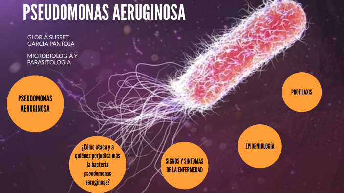 pseudomonas aeruginosa by GLORIA PANTOJA on Prezi