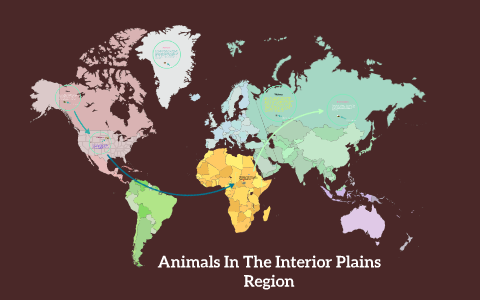 Animals In The Interior Plains Region By Kavanaugh Mrochuk