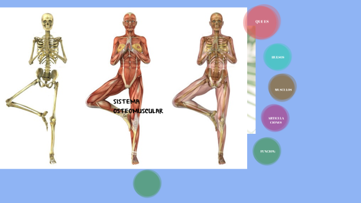 Sistema Osteomuscular By Lina María Gañan On Prezi 7397