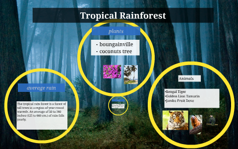 Tropical Rainforest by Dontrell Charleston on Prezi