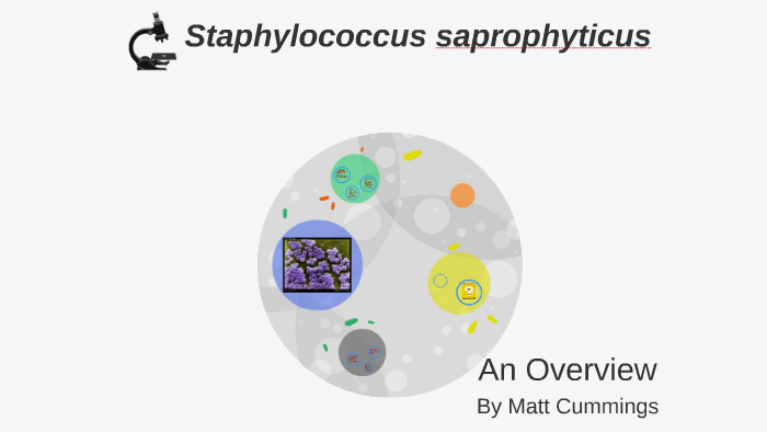 Staphylococcus Saprophyticus