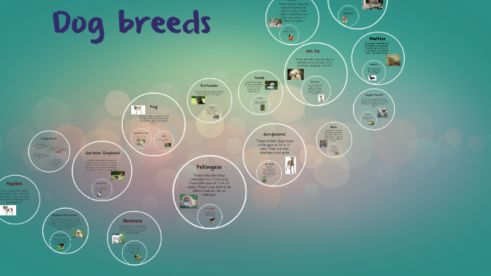 The Prezi Of Dogs By M J On Prezi