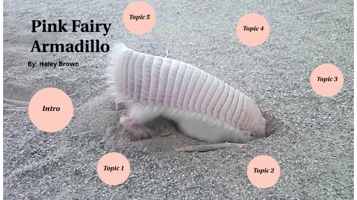 Pink Fairy Armadillos