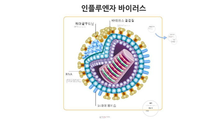 인플루엔자 바이러스 by 지호 박