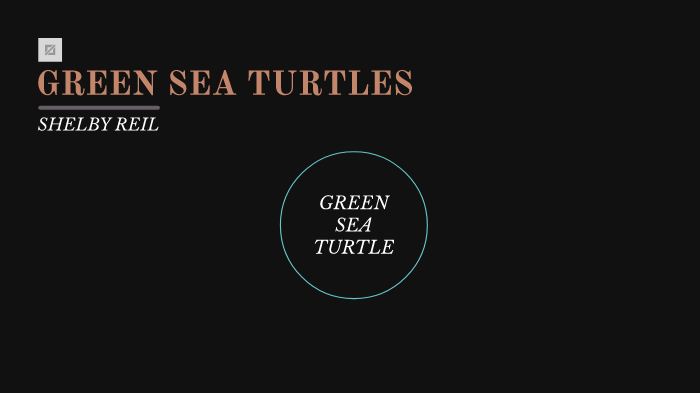 GREEN SEA TURTLES by shelby reil on Prezi