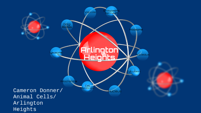 Animal cell/Arlington Heights Village by TMS2020 Cameron D on Prezi