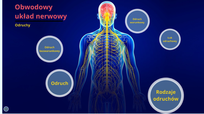 Obwodowy Układ Nerwowy Odruchy By Adrian Kubacka On Prezi 9241