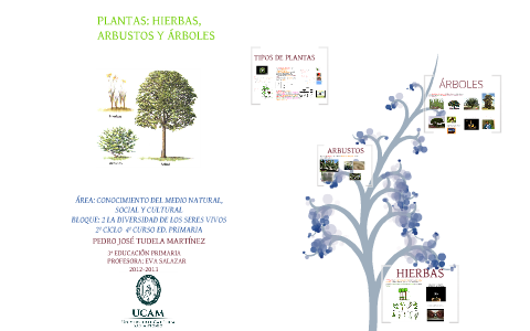 PLANTAS: HIERBAS, ARBUSTOS Y ÁRBOLES by PEDRO TUDELA