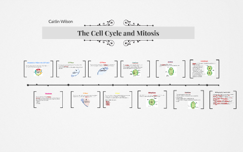 The Cell Cycle and Mitosis by cait wils on Prezi