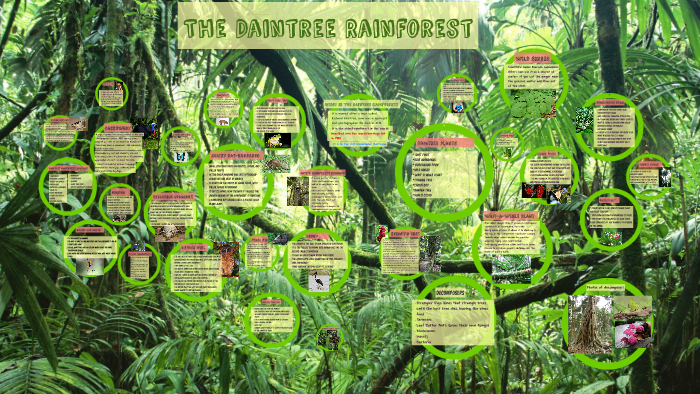 Daintree Rainforest By Awesome Brooks