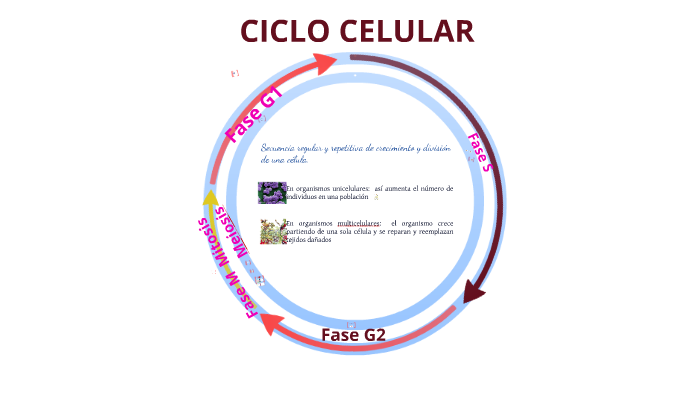 Ciclo celular by Emelia Merino on Prezi