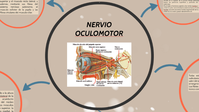 Nervio Oculomotor by prezi . on Prezi