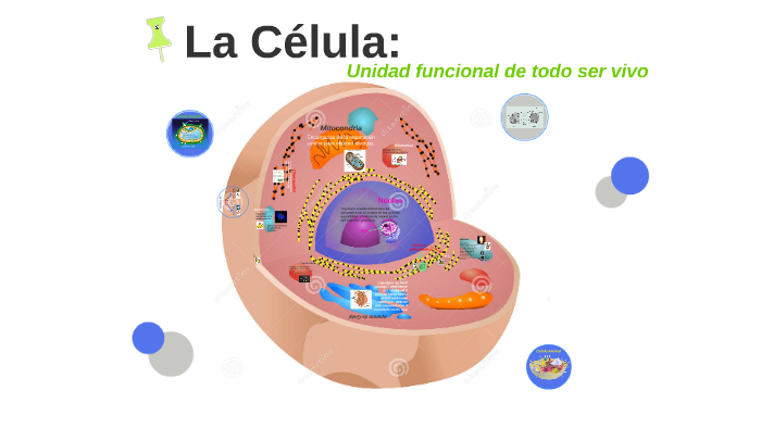 La Celula by on Prezi