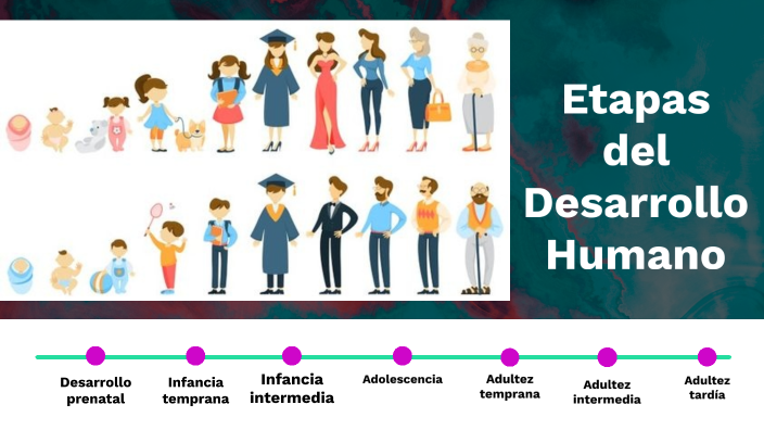 Etapas Del Desarrollo Humano By Ilse Valeria Quiroga Hernández 