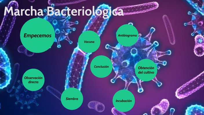 Marcha Bacteriologica by Tomas Reynal on Prezi