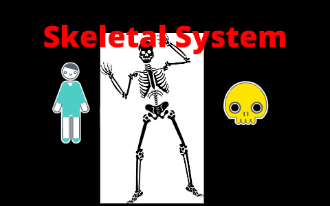 Skeletal System by Happy Llama on Prezi