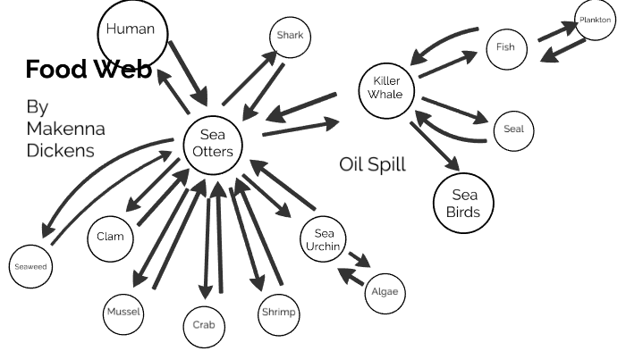 Sea Otter Food Web by Makenna Dickens on Prezi
