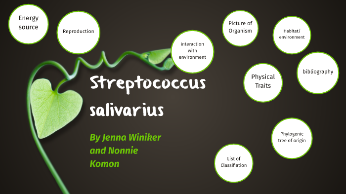 streptococcus-salivarius-by-jenna-winiker-on-prezi