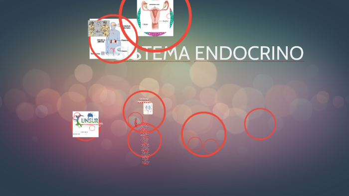 Sistema Endocrino By Rosa Choc On Prezi 5018