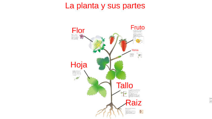 La planta y sus partes by stephan erazo on Prezi