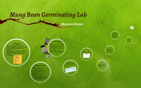 Mung Bean Germination Lab By Shannon Brown