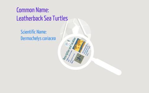 The Plight of the Leatherback Sea Turtle by Alexis Nelson on Prezi