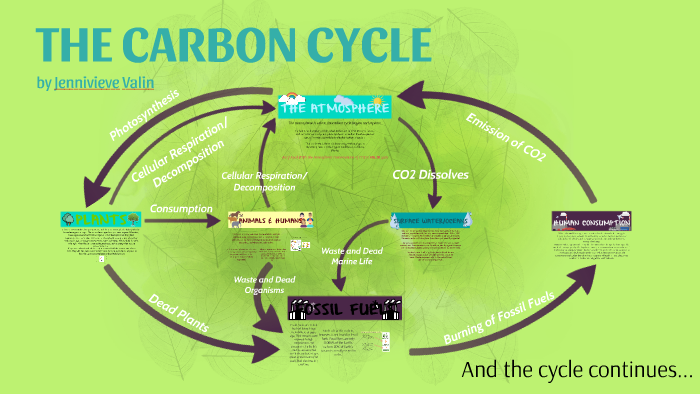 The Carbon Cycle by Jenni Valin on Prezi