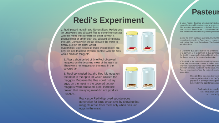 redi's experiment conclusion