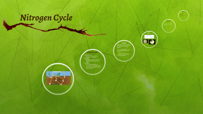 Nitrogen Cycle by amanda hon on Prezi