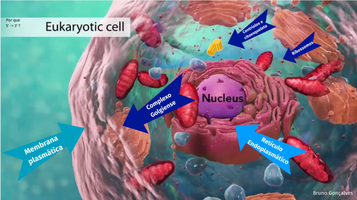 Citologia e Biologia molecular by Bruno Goncalves on Prezi